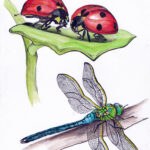 Lady Bugs and Dragonfly