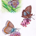 Butterflies and moths 2